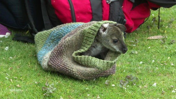 Das kleine Känguru-Baby Sam steckt den Kopf aus einer großen Wollmütze, die sein Zuhause ist. © Screenshot 