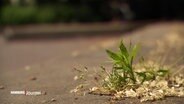 Nahaufnahme von Unkraut, das aus trockenem Boden am Straßenrand wächst. © Screenshot 
