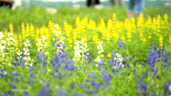 Verschiedenfarbige Lubinenblüten auf einem Feld. © Screenshot 
