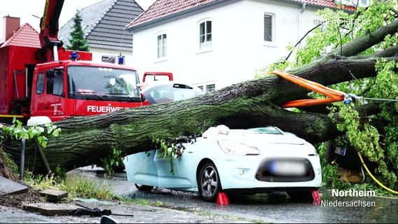 Beim Sturm in Niedersachsen ist ein Baum auf ein Auto gestürtzt. © Screenshot 