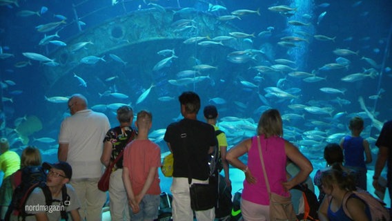 Besucher*innen schauen durch eine Panoramascheibe in ein Aquarium © Screenshot 
