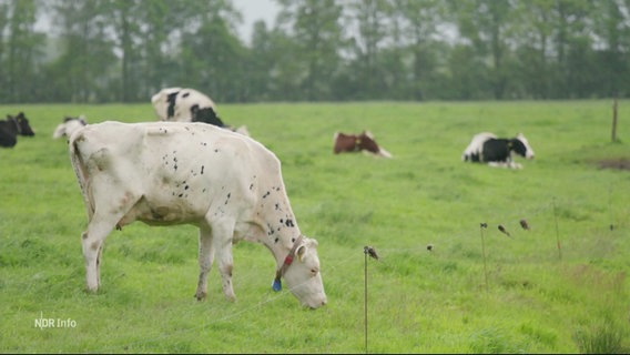 Milchkühe auf einer Weide. © Screenshot 