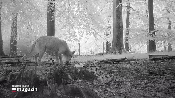 Ein Wolf im Wald © Screenshot 