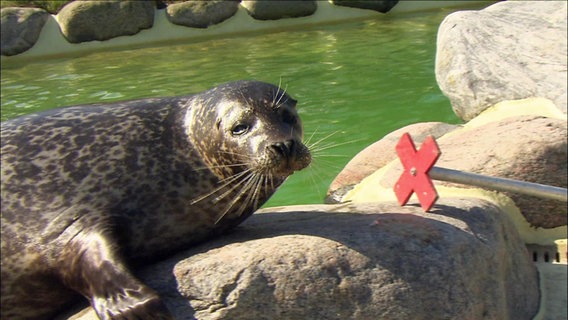 Ein Seehund liegt an einem Wasserbecken in einem Zoo. © Screenshot 