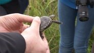 Eine Person hält eine Schildkröte in den Händen. © Screenshot 