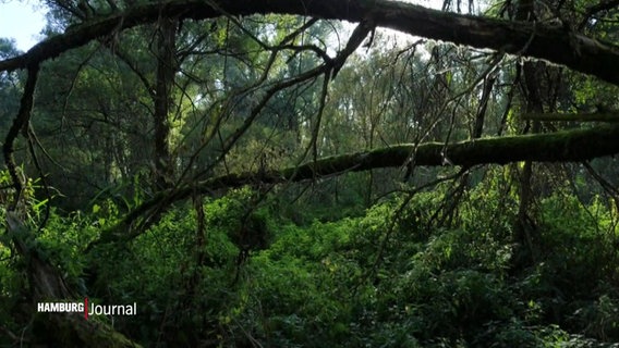 Eine Waldlandschaft. © Screenshot 