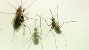 Mücken in der Nahaufnahme © Screenshot 