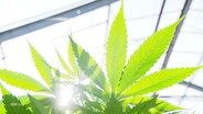 Blätter einer Cannabis-Pflanze. © Screenshot 