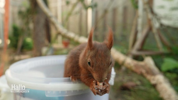 Ein Eichhörnchen schaut aus einem Eimer und knabbert eine Nuss. © Screenshot 