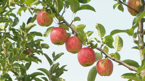 Fünf Äpfel an einem Baum. © Screenshot 