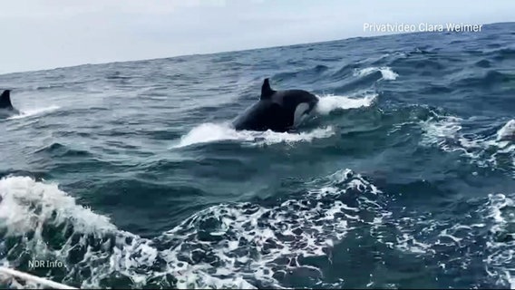 Der Rumpf eines Orcas der aus dem Ozean ragt. © Screenshot 