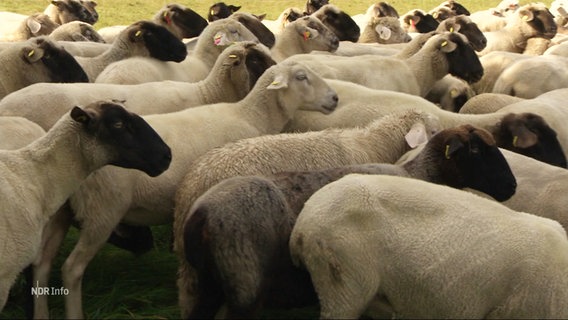 Nahaufnahme einer Schafsherde. © Screenshot 