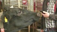 Im Kuhstall: Eine Kuh reckt ihre Schnauze in Richtung einer Hand eines Mannes, die ein Handy hält. © Screenshot 