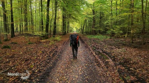 Ein Mann mit großem Rucksack geht von der Kamera weg auf einem Pfad durch einen Wald. © Screenshot 