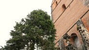 Blick aus der Froschperspektive: Ein mitunter spärlich bewachsener, großer Tannenbaum steht vor einem älteren Kirchengebäude. © Screenshot 