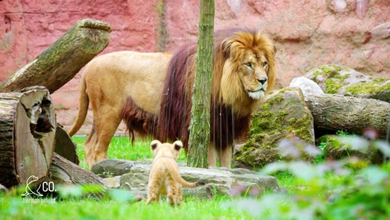 Ein Jungtier und ein ausgewachsener Löwe stehen sich in einem Zoo-Gehege gegenüber. © Screenshot 