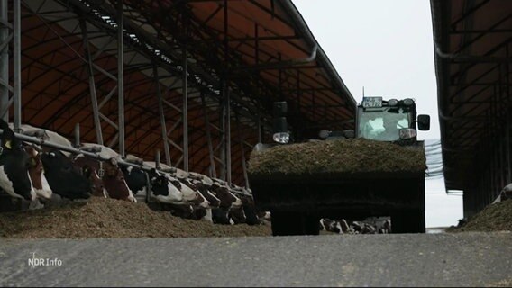 Ein Trecker fährt über einen landwirtschaftlichen Betrieb mit Kühen. © Screenshot 