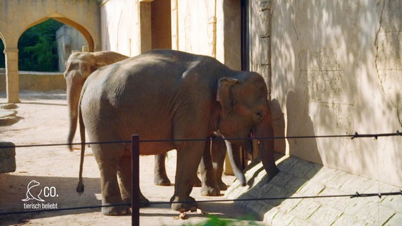 Ein Elefant steht an einer Steinmauer und steckt seinen Rüssel in ein Loch. © Screenshot 