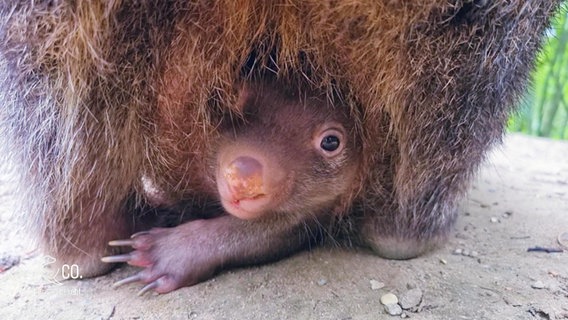 Ein kleines Wombat-Baby schaut aus dem Beutel seiner Mutter. © Screenshot 