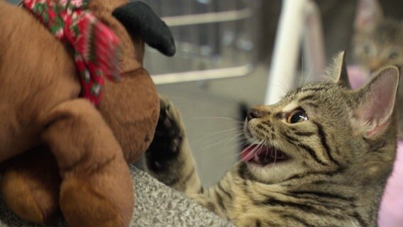 Eine Katze spielt mit einem Kuscheltier. © Screenshot 