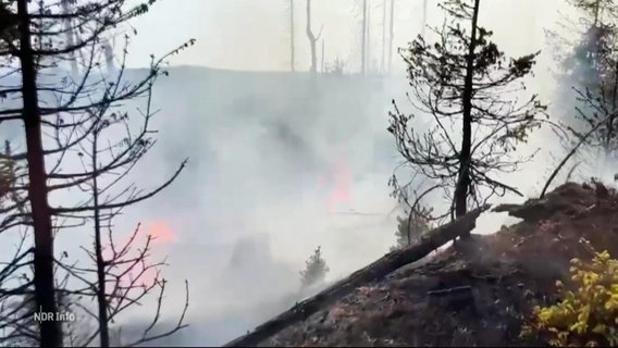 Ein Waldgebiet mit abgestorbenen Fichten brennt. Rauchschwaden hängen in der Luft. © Screenshot 