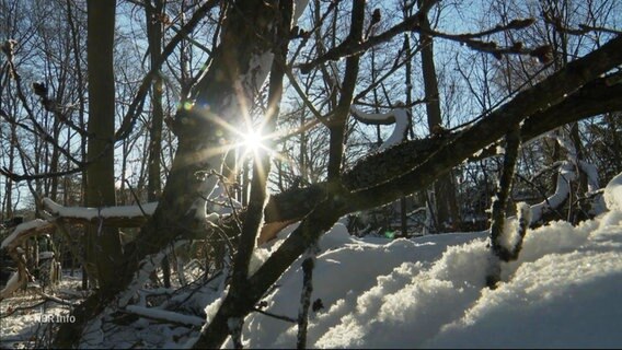 Die Sonne scheint durch die Äste eines Baumes. © Screenshot 