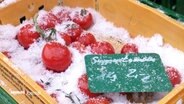 Tomaten in einer Kiste sind mit Schneeflocken bedeckt. © Screenshot 