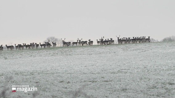 Eine Gruppe von Rehen und Hirschen auf einem Feld. © Screenshot 