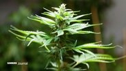 Eine Cannabis-Pflanze. © Screenshot 