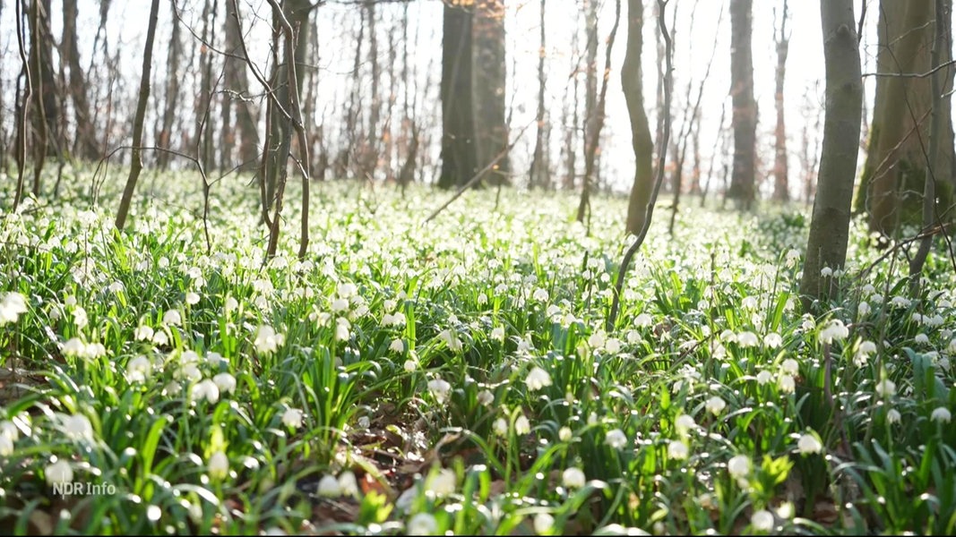 Meteorologischer Frühlingsanfang im Norden NDR.de Nachrichten NDR