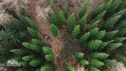 Eine Luftaufnahme von Tannen in einem Wald. © Screenshot 