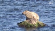 Eine Robbe sitzt auf einem Stein, der aus dem Wasser ragt. © Screenshot 
