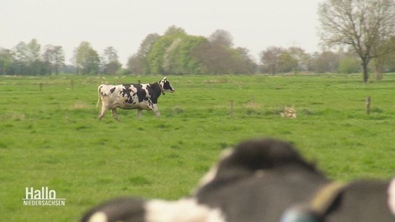 Eine Kuh läuft über eine Wiese. © Screenshot 