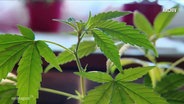 Das Blatt einer Cannabispflanze © Screenshot 