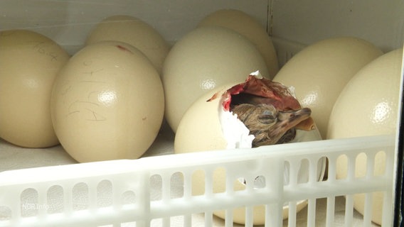 Ein Straußenküken schlüpft aus einem Ei. © Screenshot 