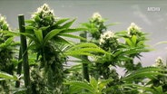 Die Knollen einer Cannabis-Pflanze. © Screenshot 