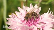 Nahaufnahme: Eine Biene sitzt auf einer heen Blüte. © Screenshot 