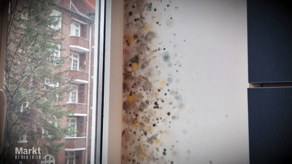 Die Wand neben einem Fenster ist komplett mit Schimmelpilzen befallen. © Screenshot 