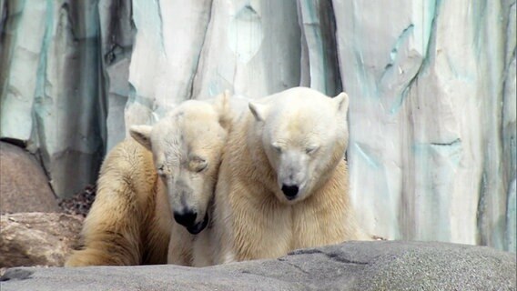 Zwei Eisbären kuscheln miteinander. © Screenshot 