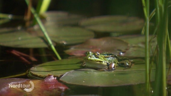 Ein kleiner Frosch sitzt auf einem Wasserlilienblatt in einem Teich. © Screenshot 