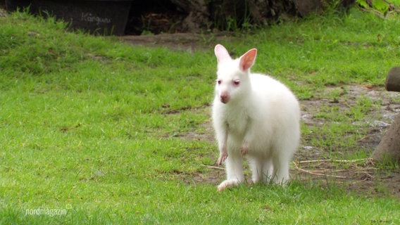 Ein kleines Albino-Känguru guckt in die Gegend auf einer Rasenfläche. © Screenshot 