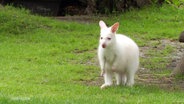 Ein kleines Albino-Känguru guckt in die Gegend auf einer Rasenfläche. © Screenshot 