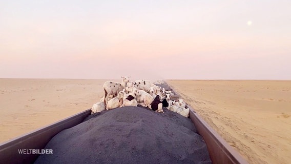 Eine Herde Schafe auf einem Fahrenden Zug mit offenen Wagons. Der Zug fährt durch eine weite Wüstenlandschaft. © Screenshot 
