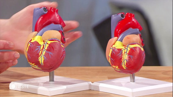 Zwei Modelle von Herzen eines Durchschnittsmannes und einer Durchschnittsfrau. © Screenshot 