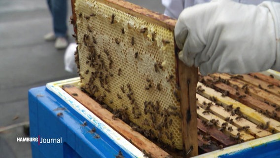 Ein Imker zieht einen Rahmen voller Honig aus einem Bienenstock. © Screenshot 