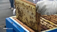 Ein Imker zieht einen Rahmen voller Honig aus einem Bienenstock. © Screenshot 