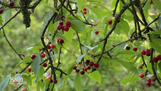 Ein Kirschbaumzweig mit zahlreichen reifen Früchten. © Screenshot 