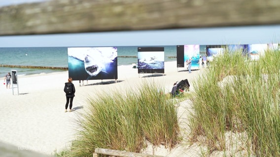 Die großen Haibilder der Ausstellung am Strand von Zingst © Screenshot 