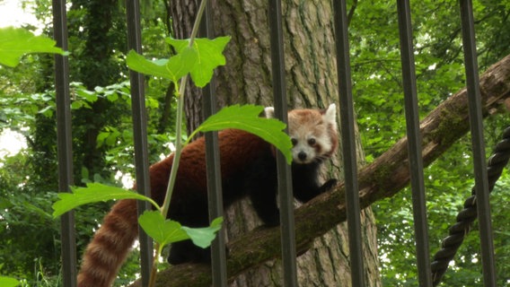 Das Rote Panda-Weibchen "Jordan" steht auf einem Ast und lugt durch die Blätter hindurch in die Kamera. © Screenshot 
