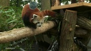 Ein roter Panda in seinem Gehege. © Screenshot 